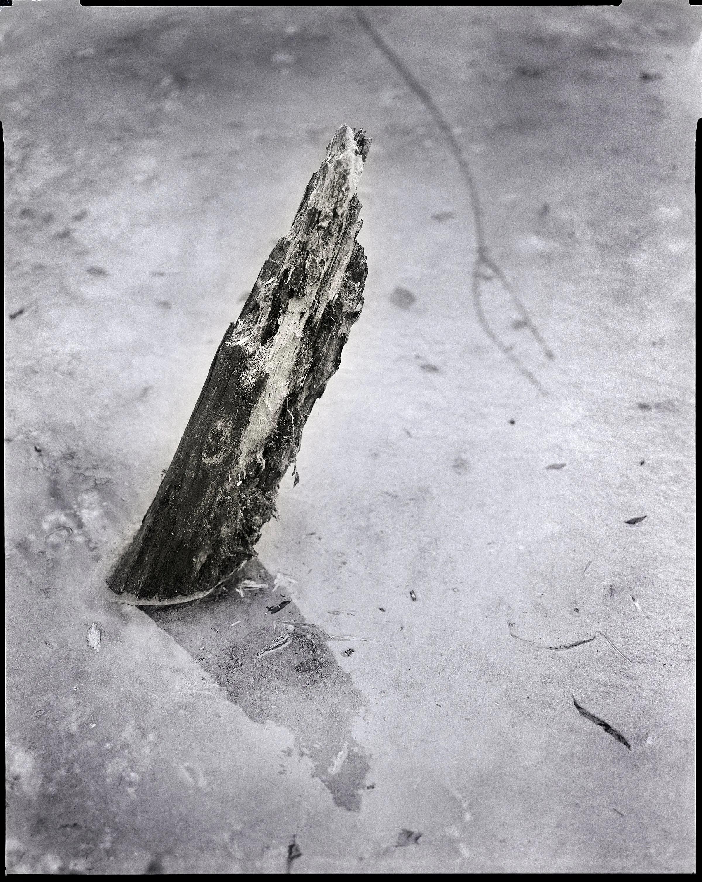 Lacy's Splinter - 8"x 10"