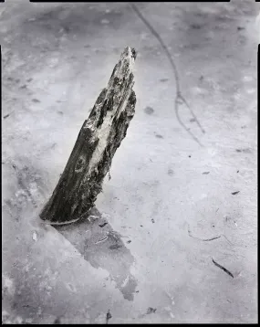 Lacy's Splinter - 8"x 10"